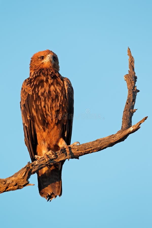 Tawny eagle