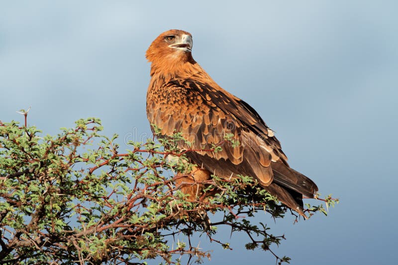 Tawny eagle