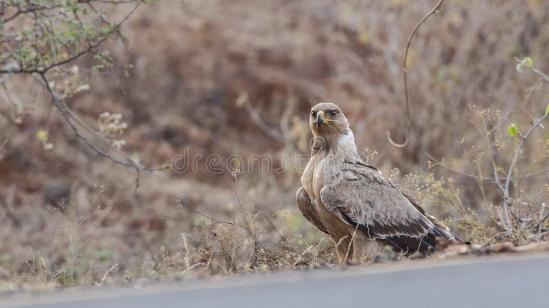 Tawny Eagle Waiting på sida av vägen arkivfoto Tawny Eagle Waiting på sida av vägen arkivfoto