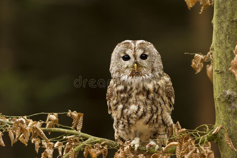 Tawny Owl sittin in the forest. Tawny Owl sittin in the forest