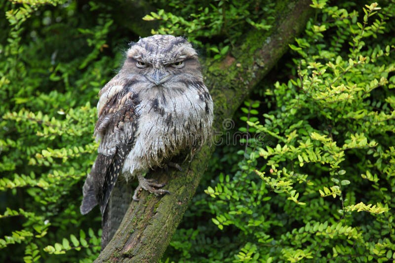 tawny frogmouth стоковое фото rf tawny frogmouth стоковое фото rf