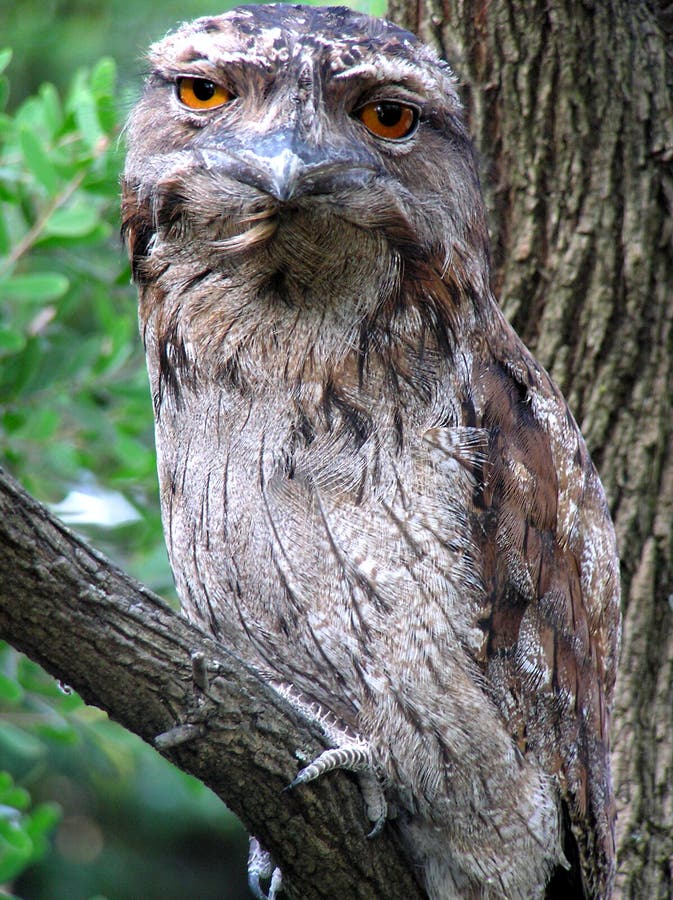 Tawny Frogmouth Owl stock photo. Image of nocturnal, eyes - 296580