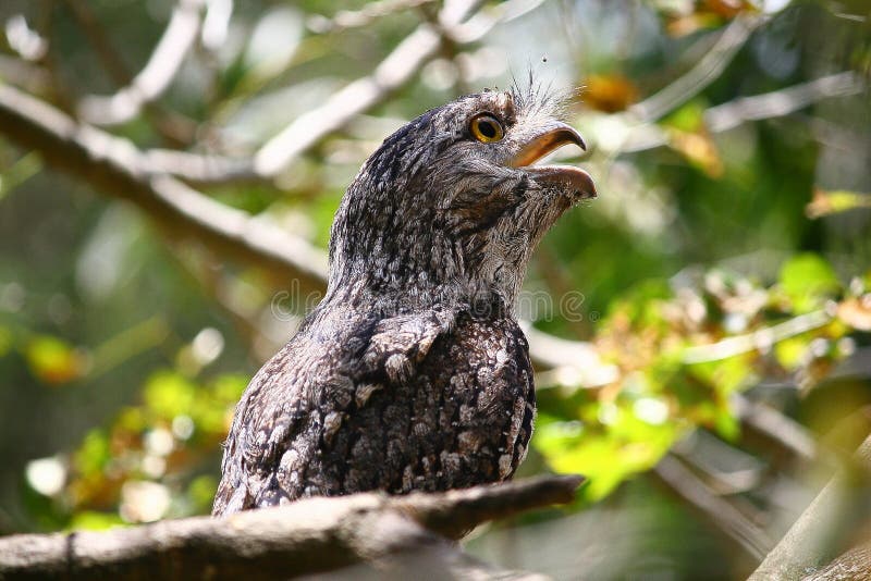 Tawny frogmouth owl stock photo
