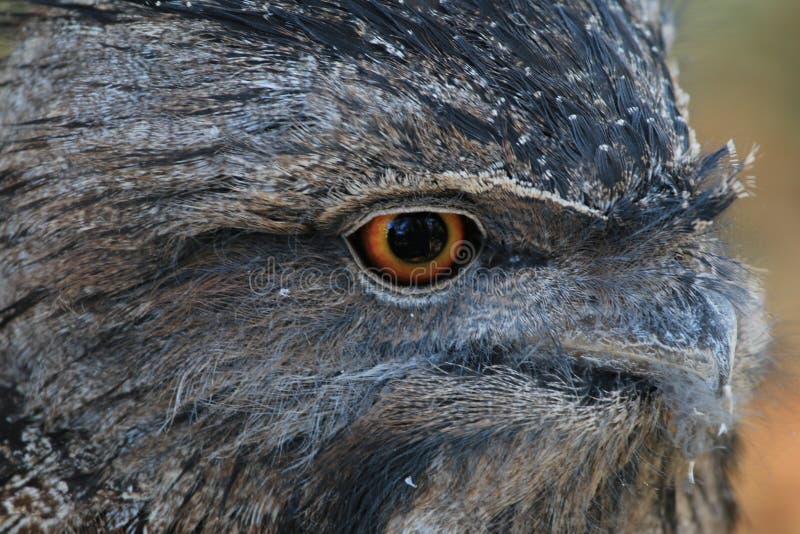 Tawny Frogmouth Owl stock images