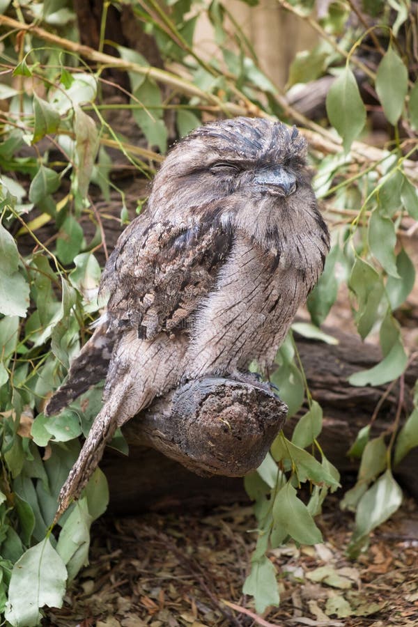 Tawny Frogmouth Owl perched on a branch royalty free stock photos