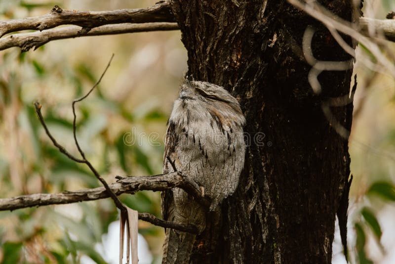 Tawny Frogmouth Perched Sleeping by Day on a Tree Stock Image - Image ...