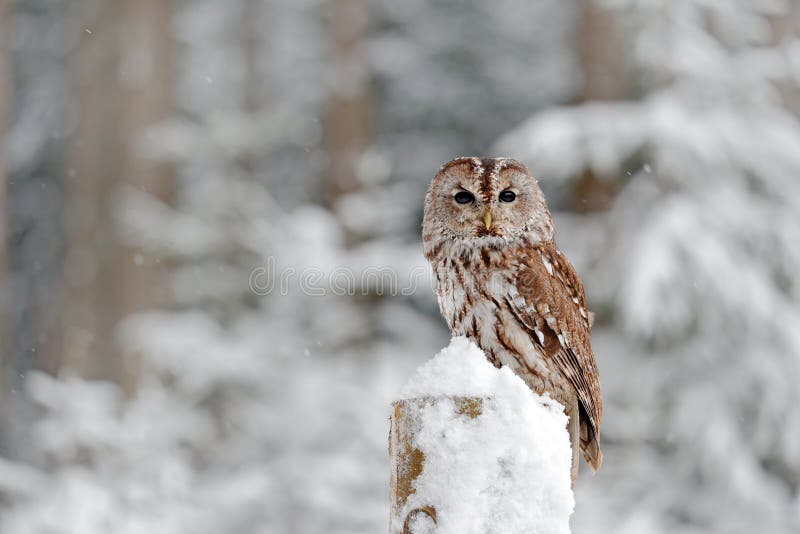 Tawny Owl coberto de neve na queda de neve durante o inverno, floresta nevado no fundo, habitat da natureza Cena dos animais selv