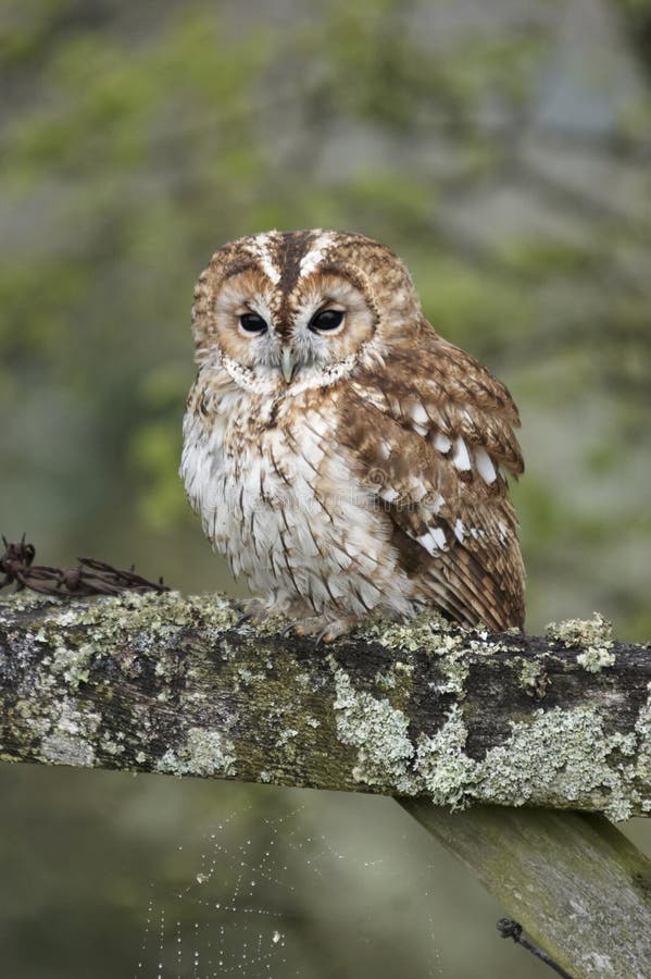 Tawny Owl on Gate