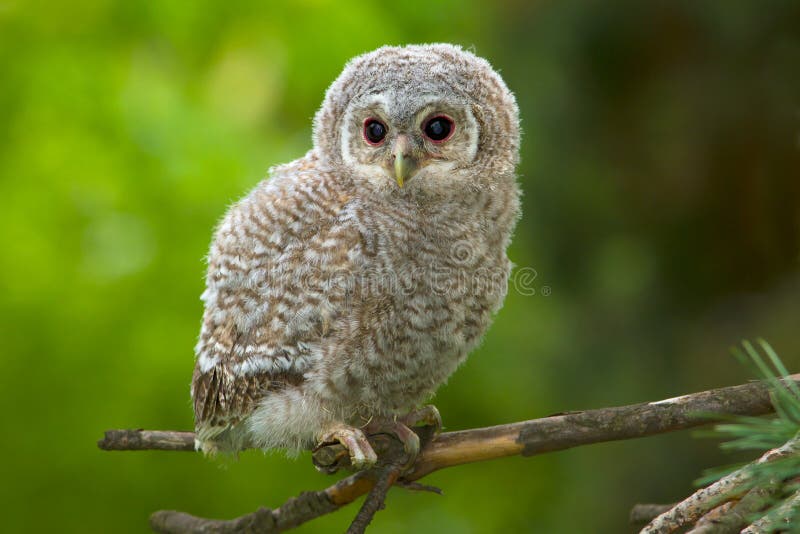 Tawny owl, juvenile / Strix aluco stock photos