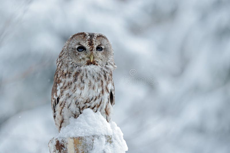 Tawny Owl nevado en las nevadas durante invierno, bosque nevoso en el fondo, hábitat de la naturaleza Escena de la fauna de Eslov fotos de archivo libres de regalías Tawny Owl nevado en las nevadas durante invierno, bosque nevoso en el fondo, hábitat de la naturaleza Escena de la fauna de Eslov fotos de archivo libres de regalías