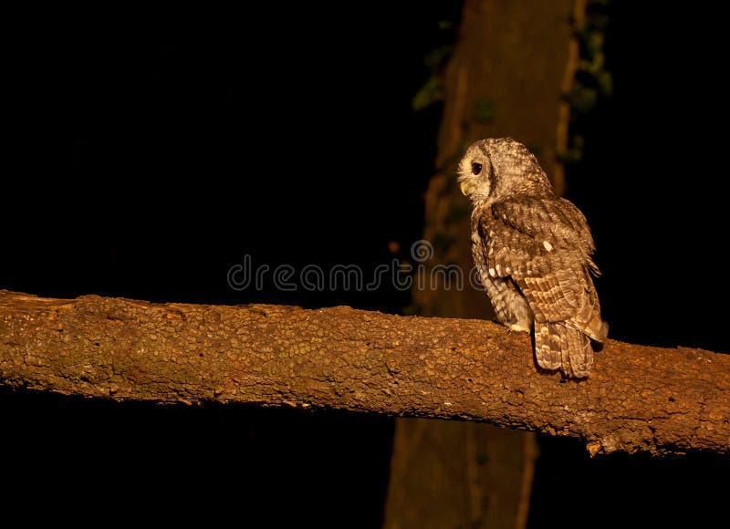 Tawny Owl que empoleira-se no ramo na noite imagem de stock Tawny Owl que empoleira-se no ramo na noite imagem de stock