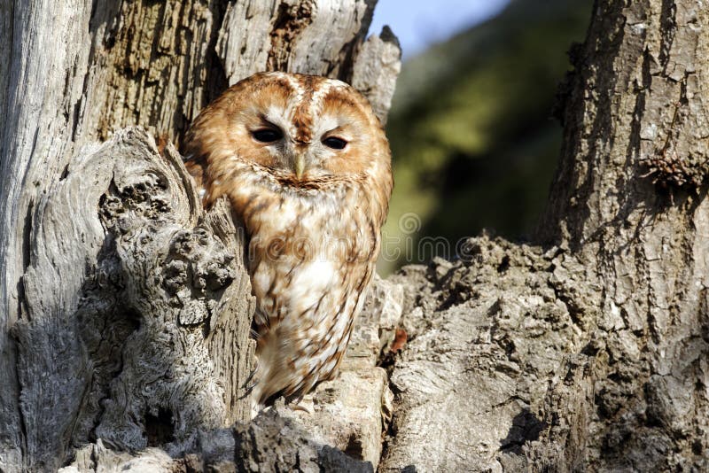 Tawny owl, Strix aluco stock image. Image of tawny, raptor - 37055515