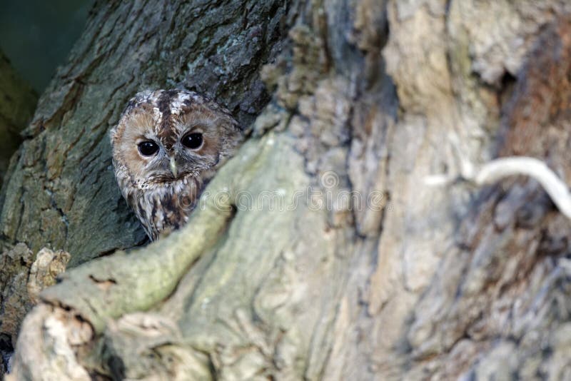 Tawny owl, Strix aluco stock image. Image of tawny, raptor - 37055515