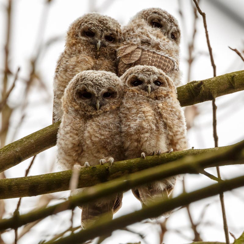 Tawny Owls stock photo. Image of birds, branch, tawny - 21440158