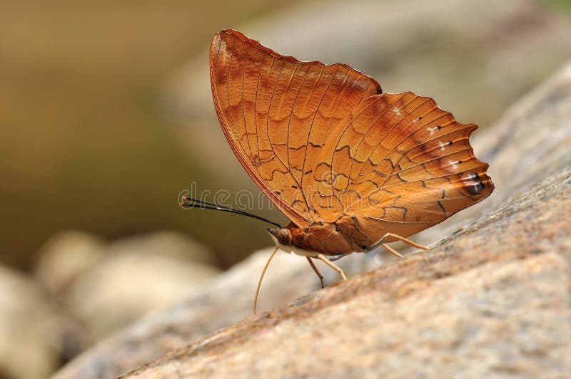 Tawny rajah butterfly stock photos Tawny rajah butterfly stock photos