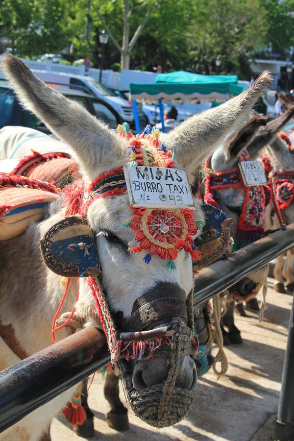 A taxi donkey stock photo A taxi donkey stock photo