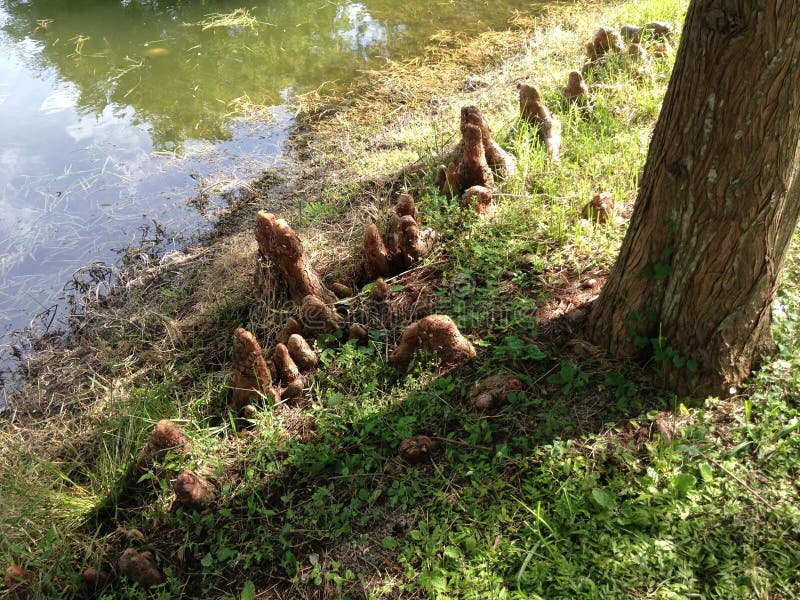 Taxodium Distichum (Bald Cypress) Tree Knees next to Pond.