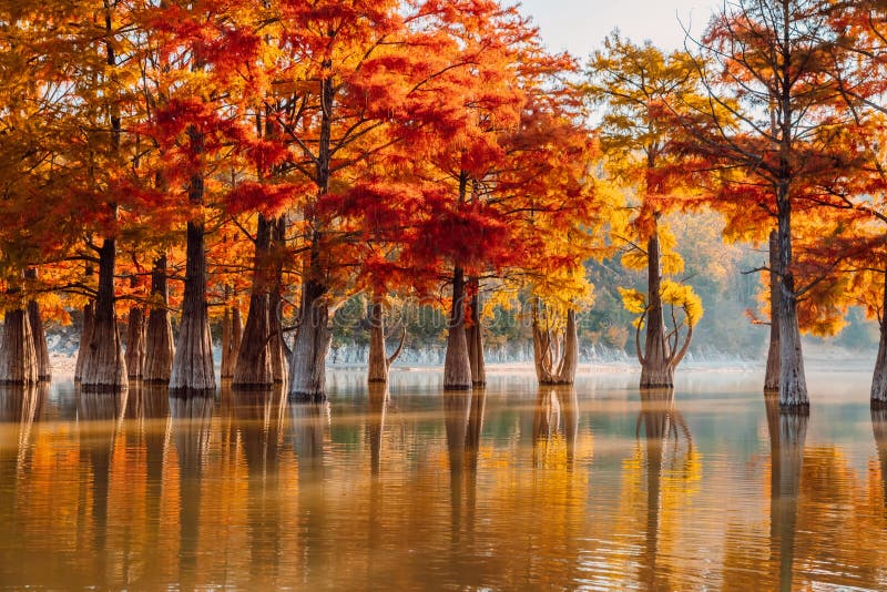 Taxodium Distichum with Red Needles in Sukko, Russia. Autumnal Swamp ...