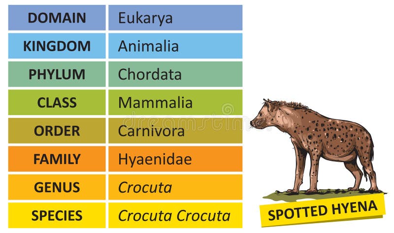 Taxonomic ranks-hyena stock vector. Illustration of graphic - 213337990