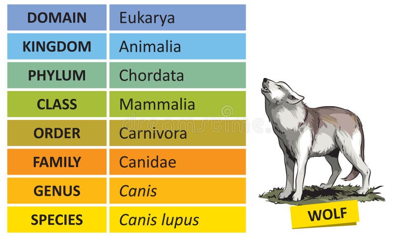 Taxonomic ranks-wolf stock vector. Illustration of life - 213371316