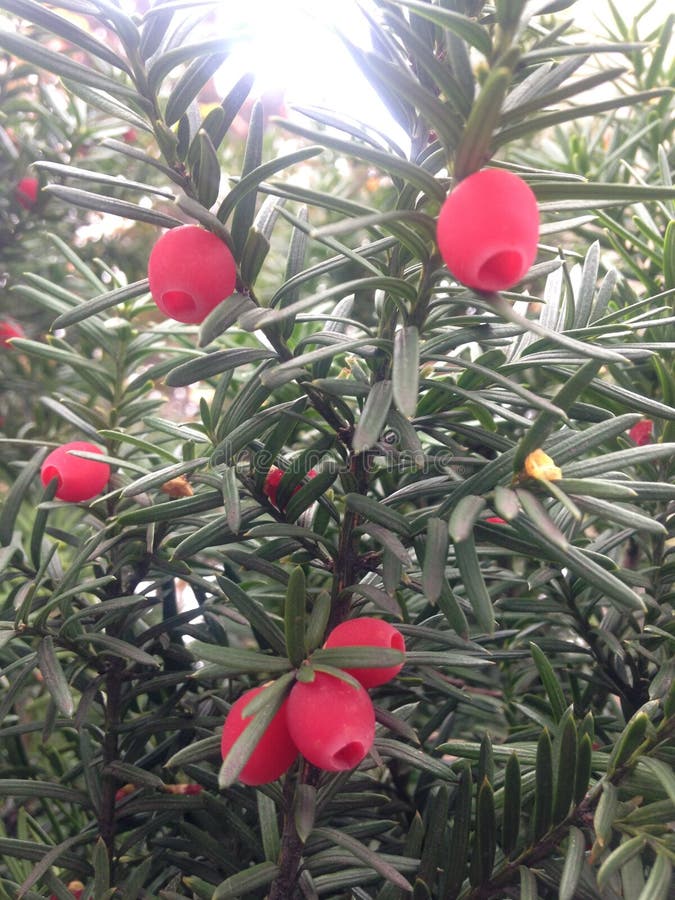 Female Taxus Baccata Conifer Red Berries Fall Stock Photos Free Female Taxus Baccata Conifer Red Berries Fall Stock Photos Free