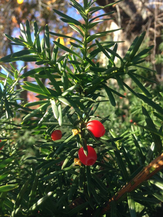 Female Taxus Baccata Conifer With Red Berries In The Sun In The Fall Female Taxus Baccata Conifer With Red Berries In The Sun In The Fall