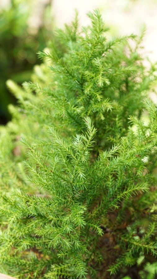 TaxusEibenbaum im Garten stockfoto. Bild von sommer 102687824