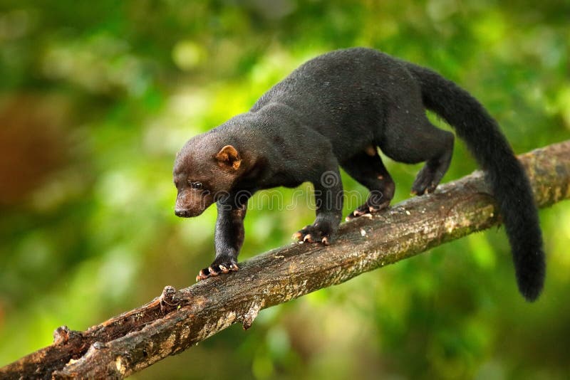 Tayra, Eira Barbara, Omnivorous Animal from the Weasel Family. Tayra Hidden  in Tropic Forest, Sitting on the Green Tree Stock Image - Image of mexico,  peru: 150411161