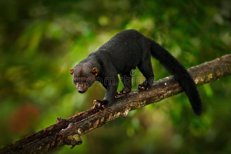 Tayra, Eira Barbara, Omnivorous Animal from the Weasel Family. Tayra Hidden  in Tropic Forest, Sitting on the Green Tree Stock Photo - Image of jungle,  nature: 153748162
