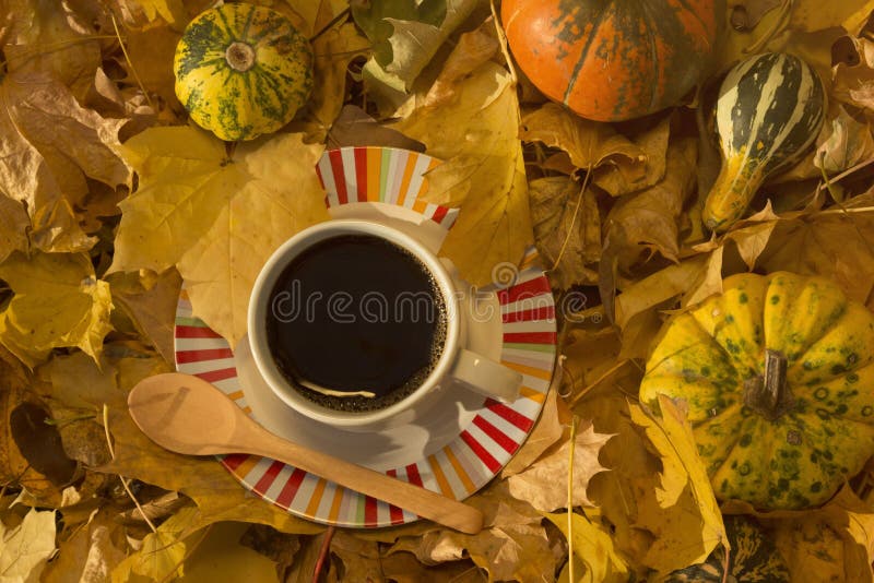 Taza de café rodeada por las hojas y las calabazas del amarillo foto de archivo Taza de café rodeada por las hojas y las calabazas del amarillo foto de archivo