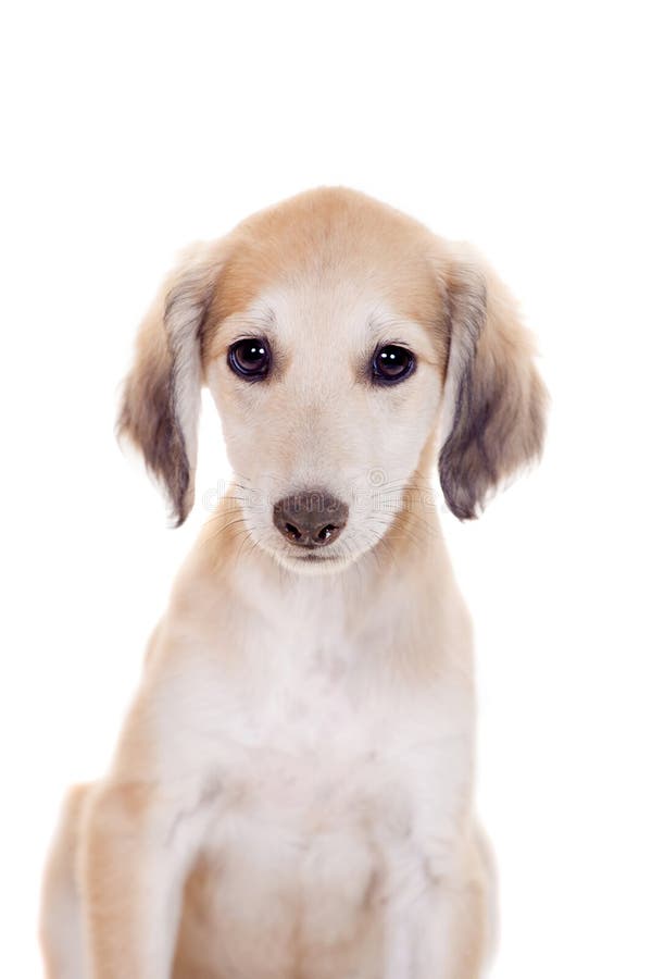 Kazakhvinthund Tazi arkivfoto. Bild av angus, hund, medf8ort 42324700