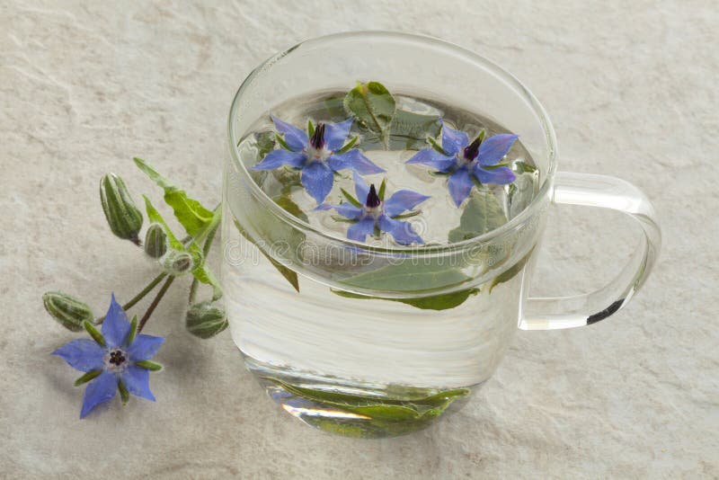 Tazza di vetro con il tè della borragine immagine stock libera da diritti Tazza di vetro con il tè della borragine immagine stock libera da diritti