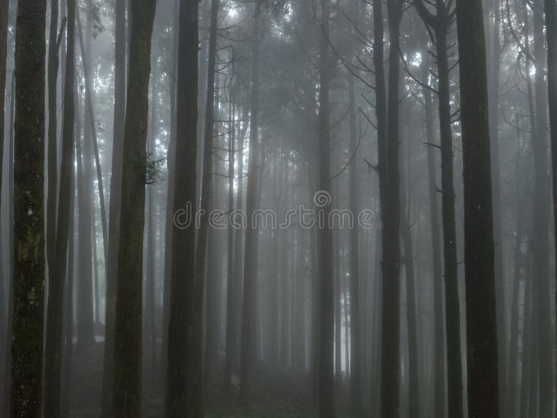 A Taïwan, survolez la forêt de Cypress dans la région d'Alishan avec brouillard et brouillard Vue aérienne photographie stock libre de droits A Taïwan, survolez la forêt de Cypress dans la région d'Alishan avec brouillard et brouillard Vue aérienne photographie stock libre de droits