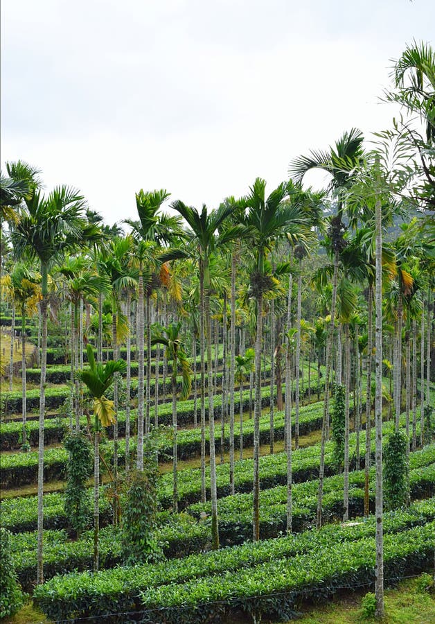 Tea And Areca Nut Plantations - Landscape In Kerala, India ...