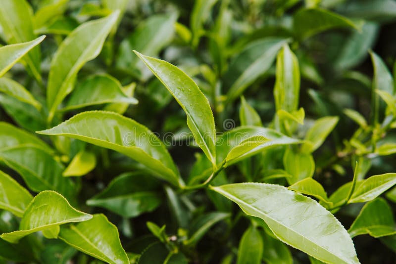 Tea Bud and Leaves. Tea Plantations, Sri Lanka Stock Image Image of