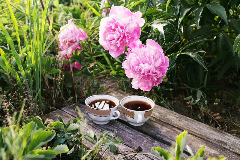 Tea in country style in summer garden in the village. Two cups of black tea on wooden boards and blooming peony flowers in stock photo Tea in country style in summer garden in the village. Two cups of black tea on wooden boards and blooming peony flowers in stock photo