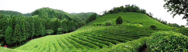 Panorámico de té campo en sur.