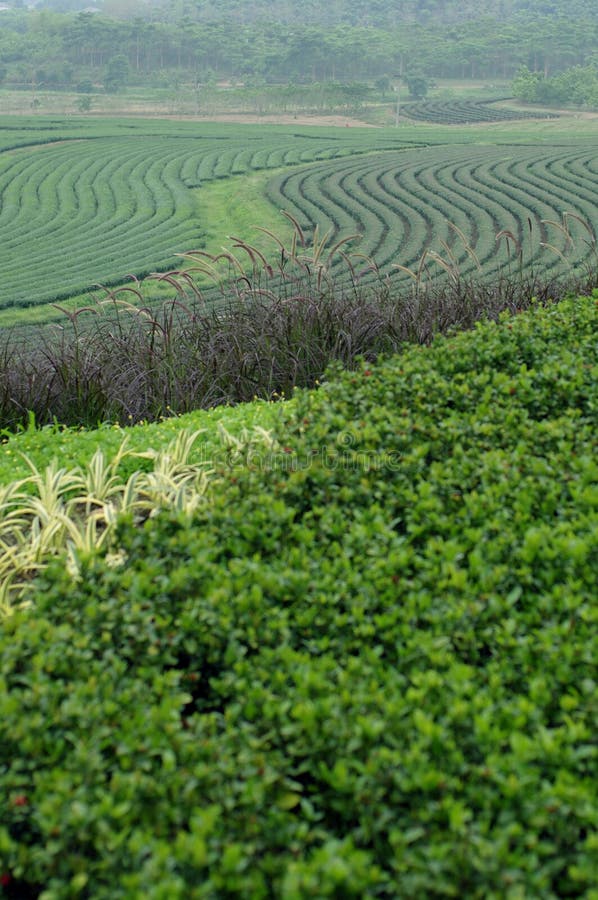 Tea farm on the hill stock image. Image of beverage, organic 41993639