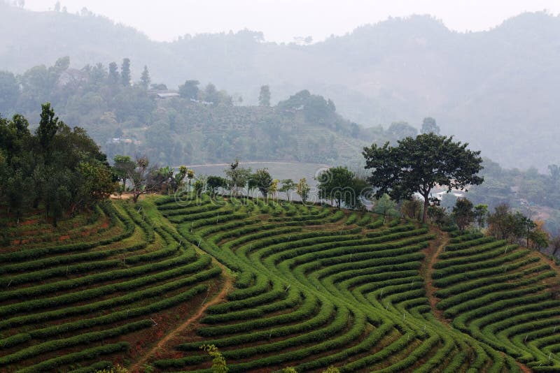 Tea field