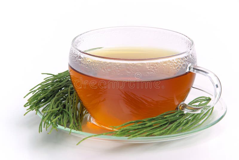 2,895 Equisetum Stock Photos Free & RoyaltyFree Stock Photos from