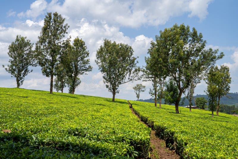 Tea fields, Uganda stock photo. Image of outdoor, landscape 237678100