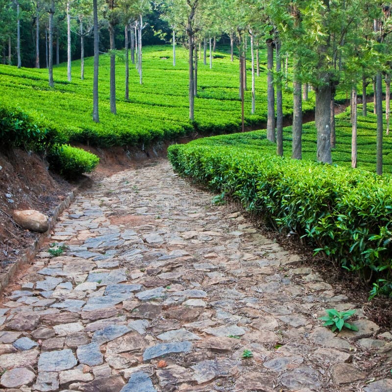 Tea Garden Estates of Kangra India Stock Image Image of fresh, color