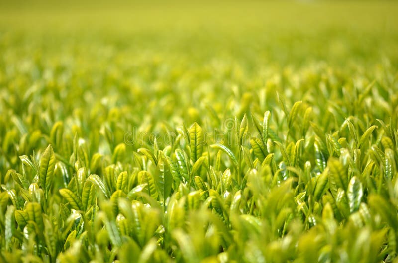 Tea garden in Japan stock photo. Image of style, japan 30644380