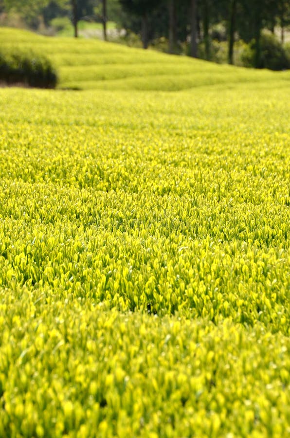 Tea garden in Japan stock photo. Image of japanese, plantation 30645282