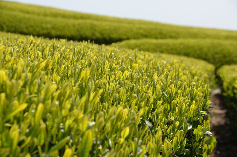 Tea garden in Japan stock photo. Image of powdered, garden 30645814
