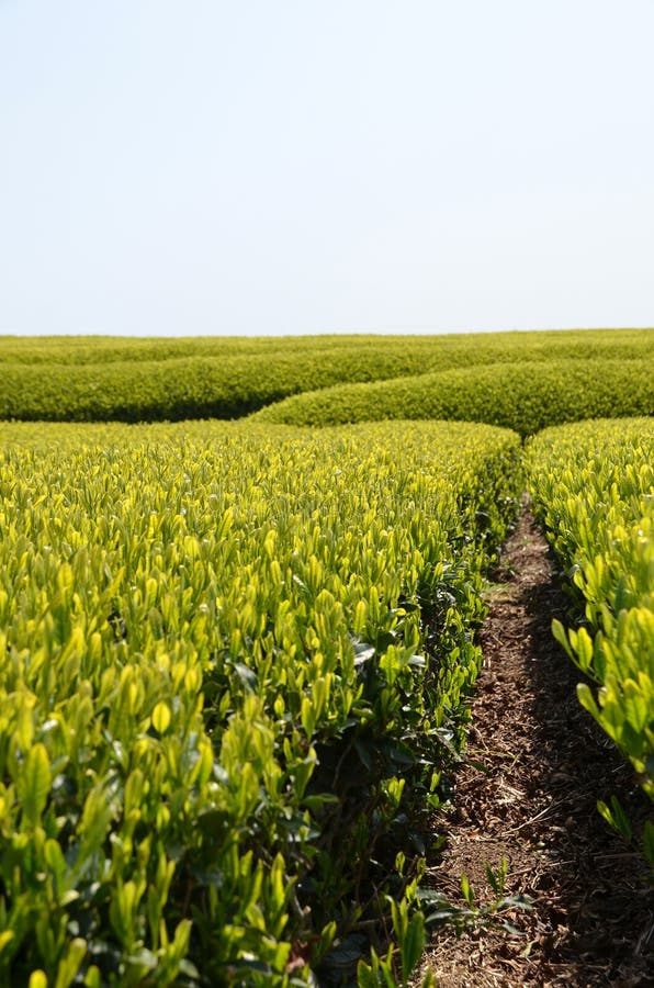 Tea garden in Japan stock photo. Image of powdered, garden 30645814