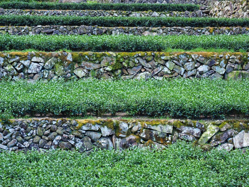 Tea garden in Taipei, Taiwan stock photo Tea garden in Taipei, Taiwan stock photo