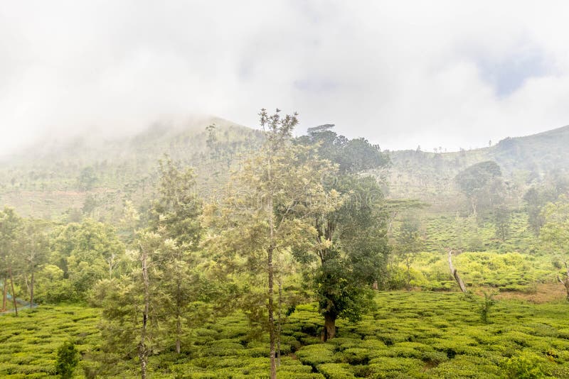 Tea Gardens or Tea Estates at Ooty Hill Station with Beautiful Clouds