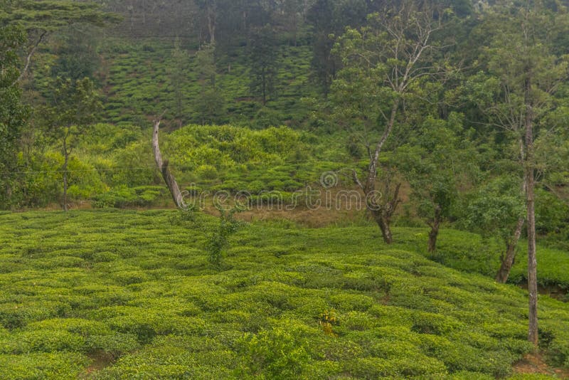 Tea Gardens or Tea Estates at Ooty Hill Station with Beautiful Clouds