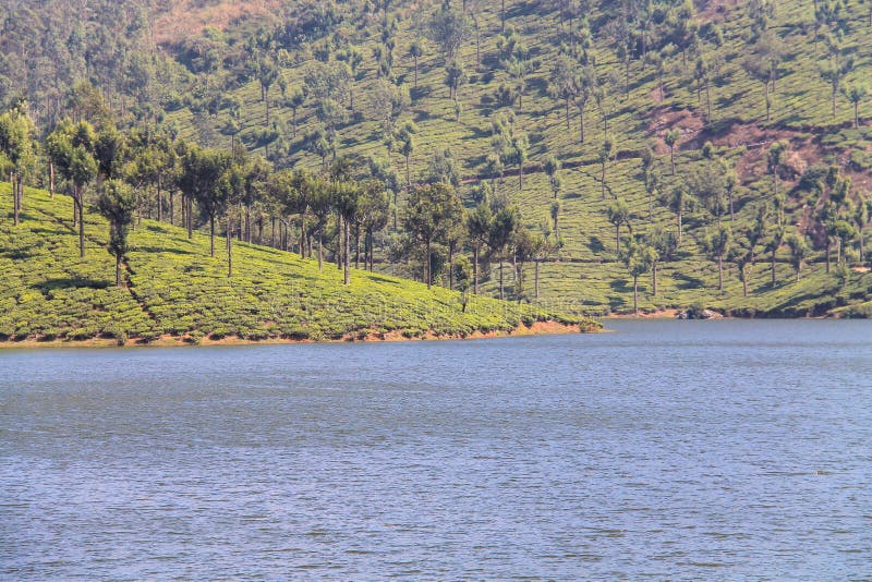 Tea Gardens at Munar stock image
